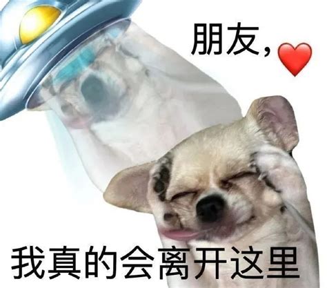 友友们，有没有发疯发癫的表情包? - 知乎