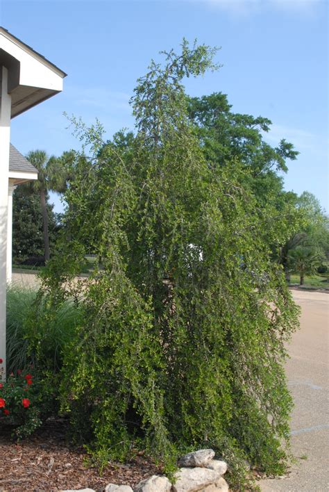 Ilex Vomitoria Yaupon Yaupon Holly North Carolina Extension