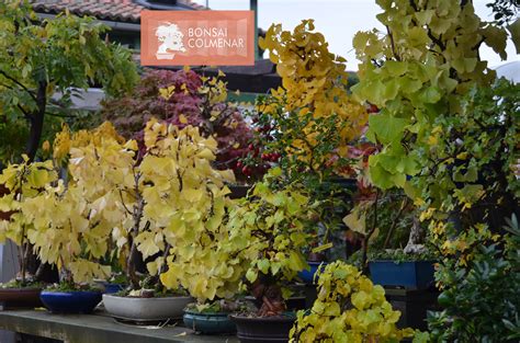 Ginkgos un ejemplo de lo que encontrarás a la venta en Bonsai