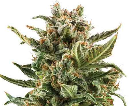 White Widow Automatic Strain Royal Queen Seeds Thc