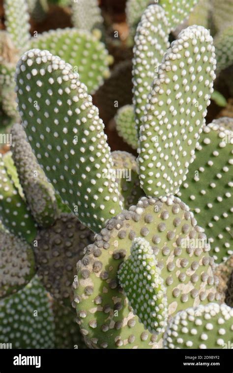 Angel Wings Polka Dot Cactus Opuntia Microdasys Albispina A