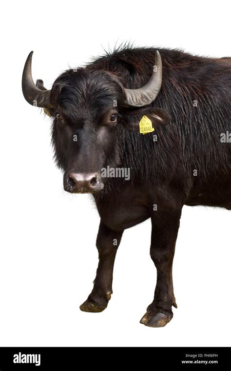 Female Buffalo Photo That Can Be Cut Out Stock Photo Alamy