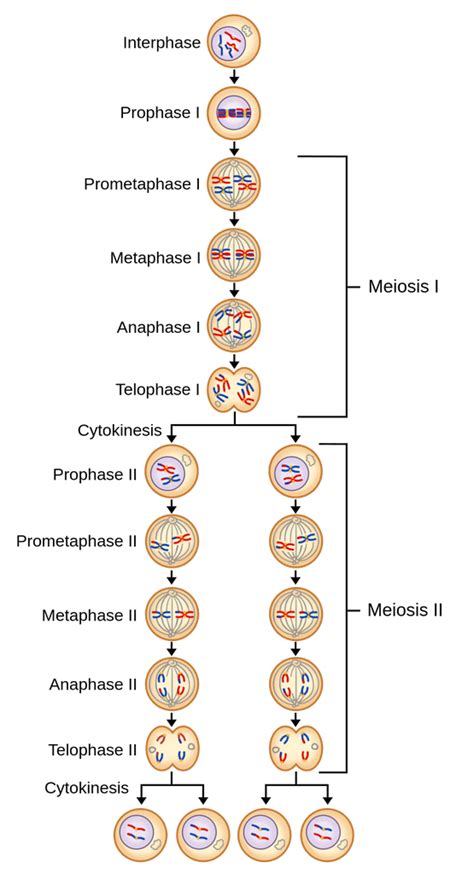 A Unique Event In Meiosis I Is