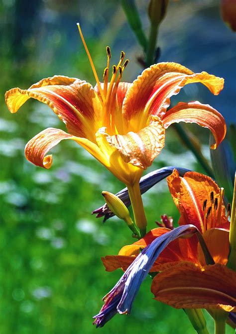 Free Images Flower Botany Flora Daylily Macro Photography