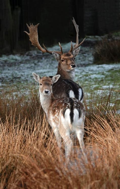 Two Fallow Deer Stock Photo Image Of Outdoor Close 270133322