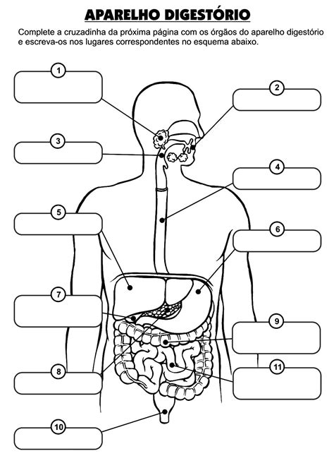 Atividades Sobre O Corpo Humano 1 Ano