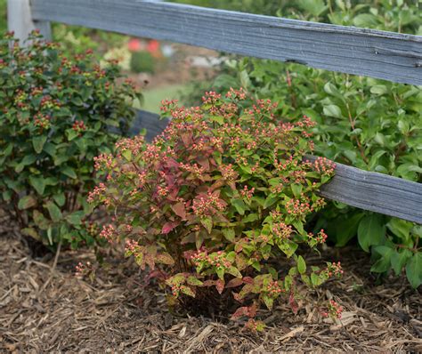 St John S Wort Ground Cover Back Gardener