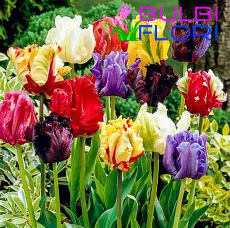 Bulbi de lalele - Bulbi Flori - Detalii de plantare - catalogul ...