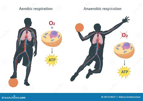 Difference Between Aerobic And Anaerobic Respiration Royalty Free Stock