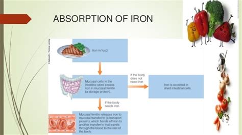 Importance Of Iron In Our Body