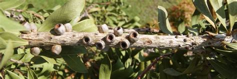 What is this? Attached to a Bottlebrush Plant | Gardening in the Panhandle