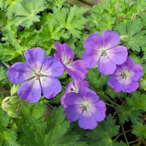 Geranium Rozanne - Order Cranesbill Online