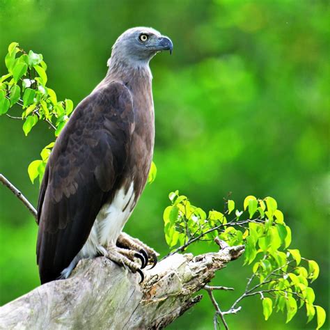 Grey Headed Fish Eagle Haliaeetus Ichthyaetus Flickr