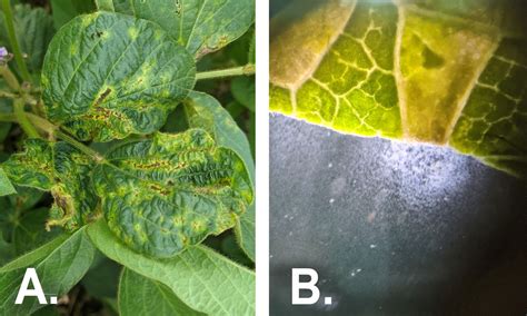 Bacterial Blight Developing In Some Soybean Fields