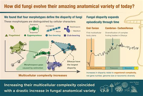 Portfolio Graphical Abstracts Science Graphic Design