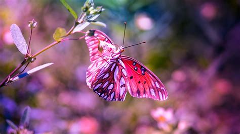 Beautiful Pink Purple Design Butterfly In Blur Background Hd Butterfly Wallpapers Hd