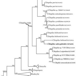 Rpb Based Phylogram Generated From Maximum Likelihood Ml Analysis