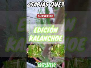 Tipos De Kalanchoe Daigremontiana Descubre La Variedad De Esta Planta