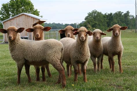 Tunis Lambs at Old Quarter Farm, Lottsburg, Virginia