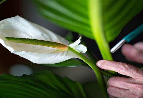 How Do You Prune A Peace Lily Allotinabox