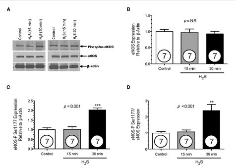 Figure From Hydrogen Sulfide Increases Nitric Oxide Production From