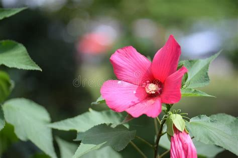 Large Hibiscus Flowers Red Hibiscus Flowers Bright Colorful Hibiscus