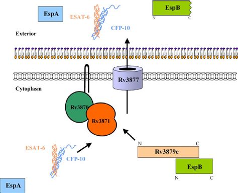 Model For Espb Secretion Depicted Are The Core Esx 1 Components Rv3870