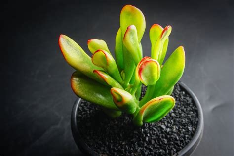 Crassula Ovata Red Coral Let Love Grow Succulent And Cactus