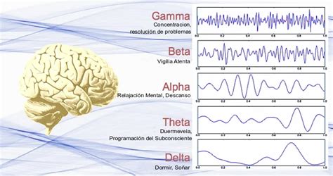 Existen Cinco Frecuencias Diferentes De Ondas Cerebrales Beta Alfa