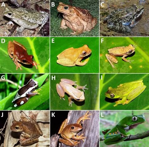 Anfíbios em Extinção no Brasil Mundo Ecologia