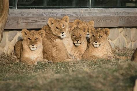 Four Lion Cubs Are Sitting In The Grass