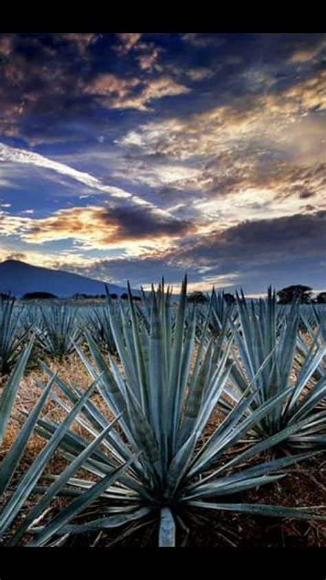 Pin De Nayelly Fernandez En Mi Arte Planta De Agave Tequila Casa