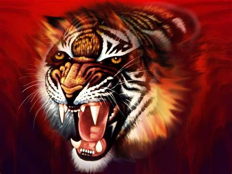Tiger 3d 6516 Amazing Z Tiger Tiger Tiger Tiger Man Hd