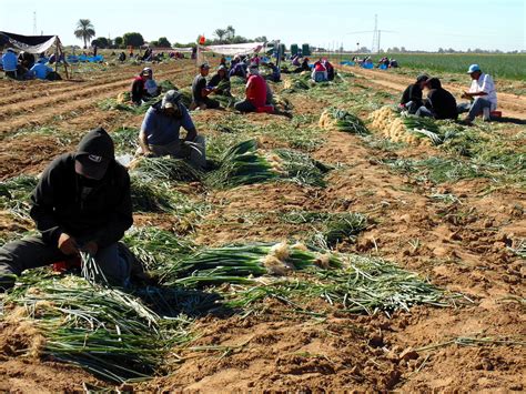 Sembradas Hect Reas Con Ceboll N En El Valle De Mexicali