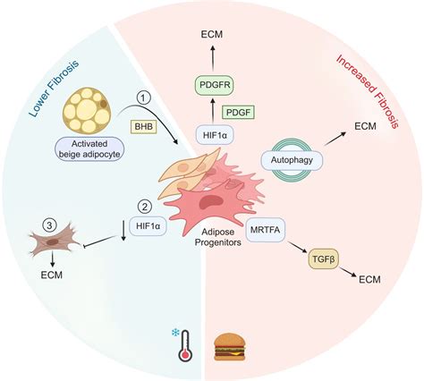 Mesenchymal Stromal Cells As Conductors Of Adipose Tissue Remodeling