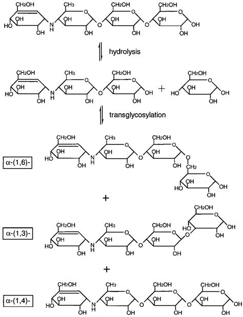 Schematic Drawings Of Products From Reaction Of Acarbose With ThMA