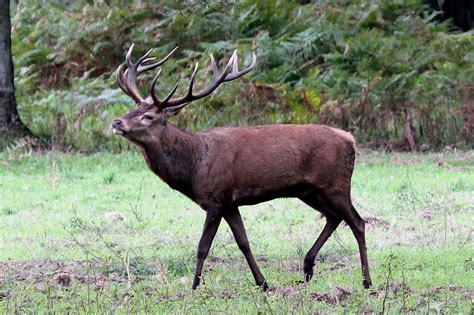 Cerfs Cors Lapproche Ou Laff T Dans Lh Rault Chasse Et