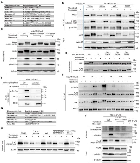 Ulk1 And Atg13 Phosphorylation Sites In Mitosis By Cdk1cyclin B