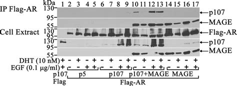 Mage A Mediates Ar Interaction With P Pcmv Flag G And G Of