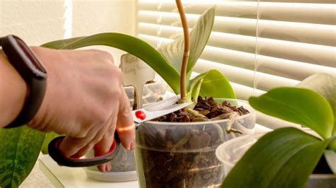 10 Causes Of An Orchid Stem Turning Yellow And How To Fix It