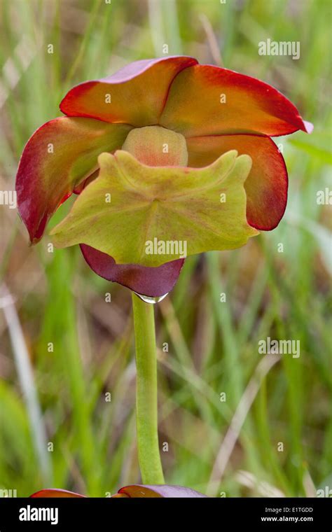 The Flower On A Northern Pitcher Plant Sarracenia Purpurea In Gros