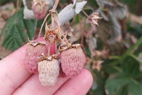 Historic Heat Wave Scorches Area Berry Farms The Canby Current