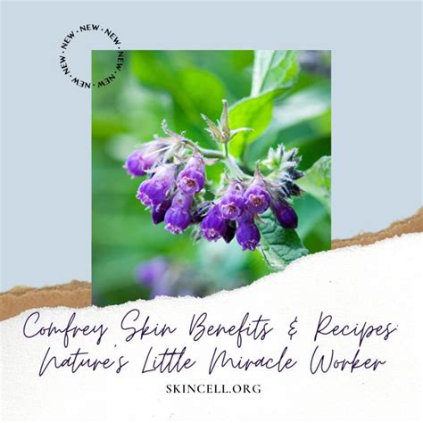 Comfrey Skin Benefits And Recipes Natures Little Miracle Worker