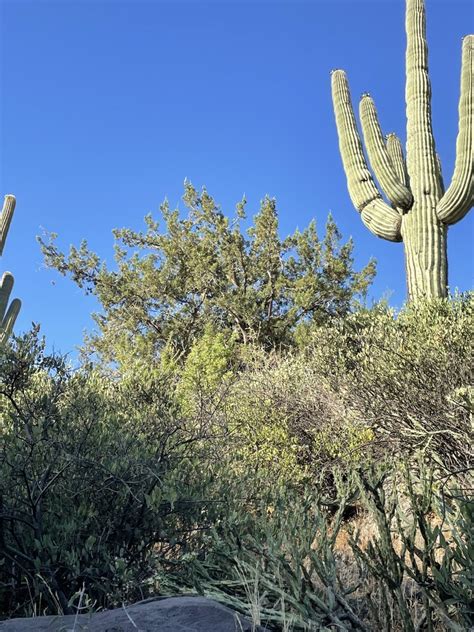 Redberry Juniper From Tonto National Forest Phoenix AZ US On June 23