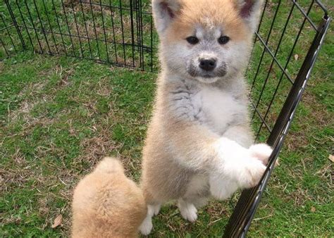 Japanese Akita Puppy Hachi Dog Breed - myrissakrenzler