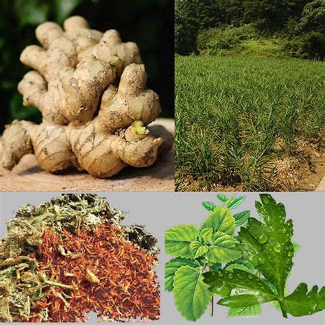 Pcs Herbal Ginger Patch For Blood Circulation Pain Relief Improved