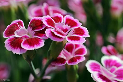 Dianthus Pink Kisses By George Kirk On Deviantart