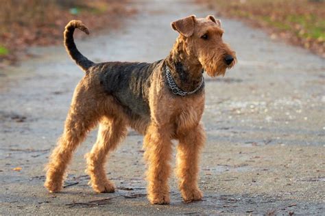 Airedale Terrier Dogs Dog Breeds