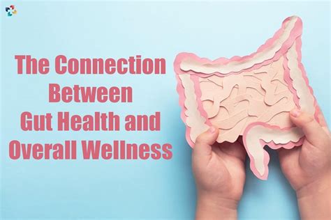 The Importance Of Maintaining Gut Health And Overall Wellness 4 Useful