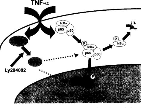 Figure 1 From Pi 3 Kinase And Nf Κb Cross Signaling In Human